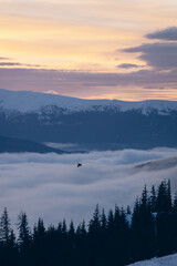 Dragobrat, Ukraine mountain landscape with fog and fir trees.
