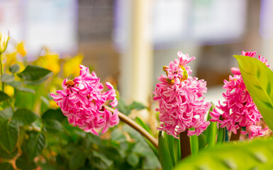 pink blooming hyacinth, spring flowers