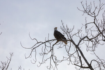 Bald eagles in grafton near the lock and damns