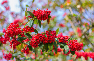 red rowan berries on tree branches, close-up