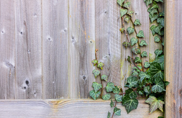 creeping ivy plant on wooden rustic fence, background with copy space