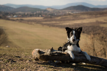 cute border collie puppy dog lying down on a log on a hill