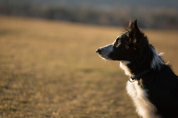 cute border collie puppy dog profile portrait on a field