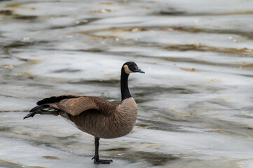 Canada goose branta canadensis balancing on one leg to keep warm in the winter