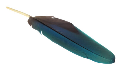 Colorful quill of macau bird © Swapan