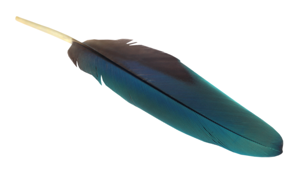 Colorful quill of macau bird