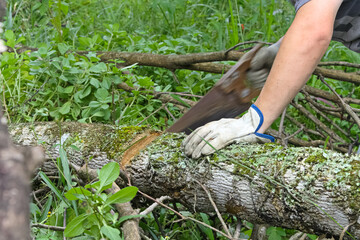Person with saw, cutting a tree trunk, with moss, lying in the middle of the bush. Blurred saw giving the feeling of movement.