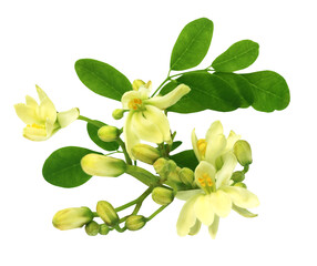 Edible moringa flower