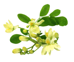 Edible moringa flower