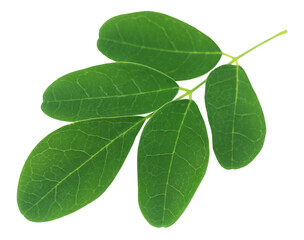 Fototapeta premium Edible moringa leaves