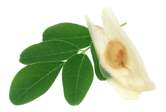 Moringa leaves with seed