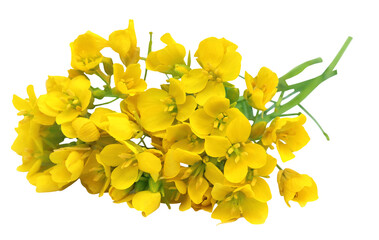 Edible mustard flowers