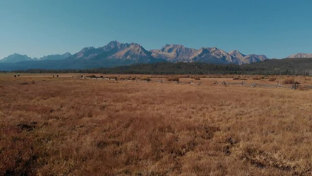 4K Drone fly over open country field, cows and fence in the Sawtooth Mountains, Stanley Idaho.