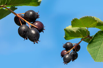 Ripe berries of the medicinal shrub of irga on a blue background
