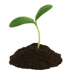 Pumpkin seedling on soil