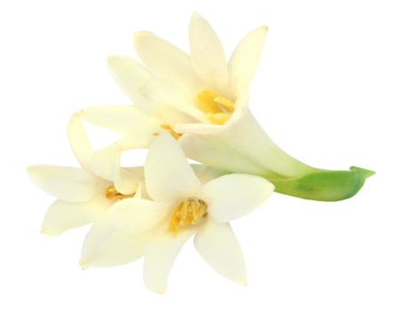 Tuberose or Rajnigandha of Southeast Asia
