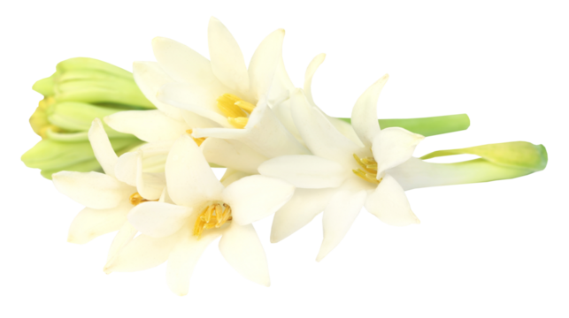 Tuberose or Rajnigandha of Southeast Asia
