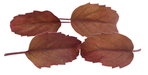 Medicinal red tulsi leaves