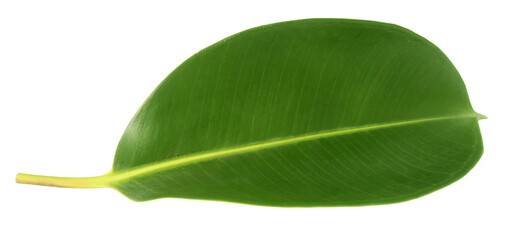 Green leaf of Rubber plant