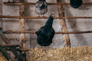 Group of chickens in coop