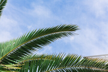 green palm leaves pattern, leaf closeup isolated against blue sky with clouds. coconut palm tree brances at tropical coast, summer beach background. travel, tourism or vacation concept, lifestyle