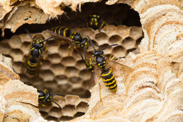 Close-up of a common wasp colony in their nest (Vespula vulgaris)