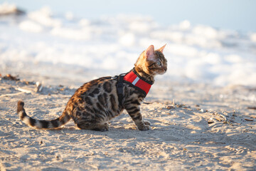 bengal cat on a winter beach. kitten on a snowy shore