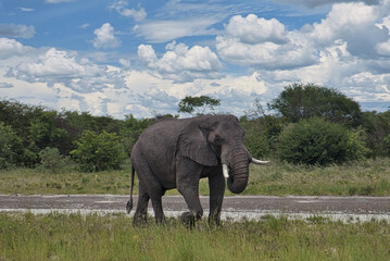 Fototapeta premium elephant in the wild