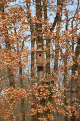 Wooden Bird Cage, Bird House In The Forest