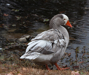 ducks in a localpond