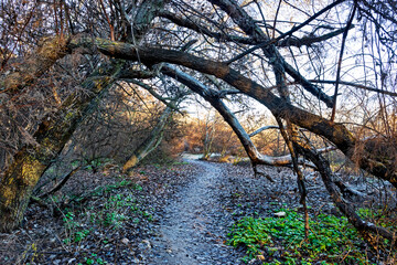 Sendero bajo los árboles en invierno