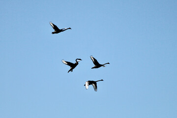 4 wild black swans flying in a New-Zealand blue sky