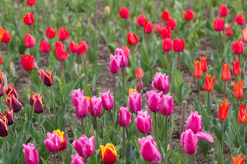 blooming tulips in spring