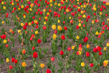 blooming red and yellow tulips