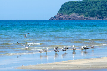 波打ち際に集まるウミネコの群れ 鳥取県 浦富海岸