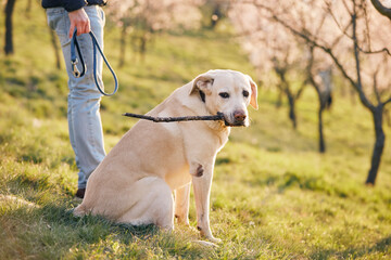 Man with dog in blooming public park during spring day. Pet owner holding leash in hand and his...