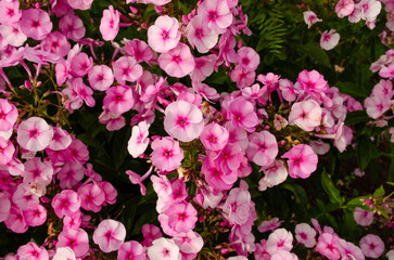 Pink and lilac flowers of phlox paniculata in the garden on a summer day. Gardening hobby concept