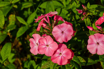 Pink flowers phlox paniculata in the garden on a summer day close-up. Horticulture hobby concept