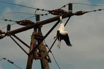 a dead white stork that was electrocuted by a power pole and then hung on it, ciconia ciconia