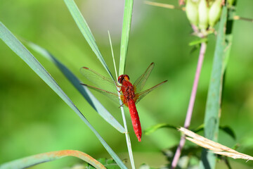 Libellule