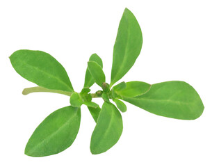 Thyme leaves in a wooden bowl