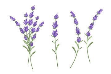 A set of lavender sprigs.Vector illustration isolated on a white background. - obrazy, fototapety, plakaty