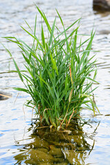 Obraz premium plante d'eau