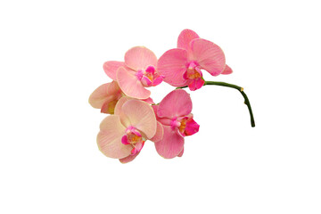 Fototapeta na wymiar PNG image of a beautiful pink Phalaenopsis orchid close-up.