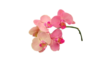 Gordijnen PNG image of a beautiful pink Phalaenopsis orchid close-up. © Warawut