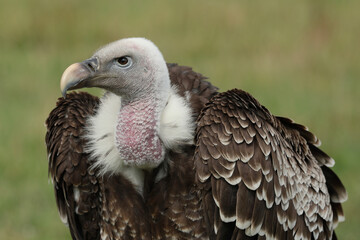 Portrait of a Rüppell's Vulture against a green background
