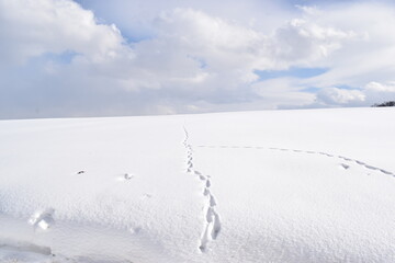 雪の中にある足跡