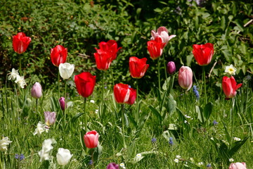 Bunt blühendeTulpen,  (Tulipa), Blumenbeet, Deutschland