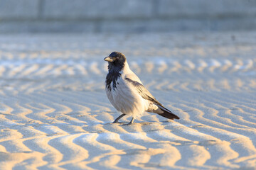 crow on a sandy shore
