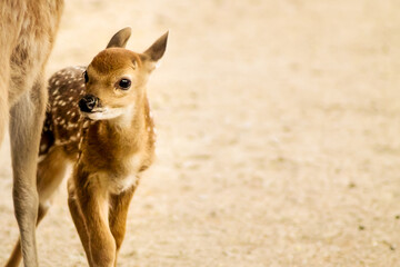 baby deer